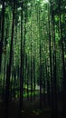 Digital code overlaying a forest of tall, dark trees creates a mysterious and intriguing atmosphere Royalty Free Stock Photo