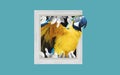 Digital Collage Modern Art, Yellow Macaw Parrot, With Picture Frame