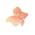 Digital color illustration drawing aquarium orange goldfish with details on white isolated background Royalty Free Stock Photo