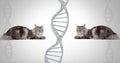 Clone twin cats with genetic DNA