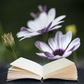 Digital composite image of Lovely close up image of White Cape Daisy flower coming out of pages in imaginary book