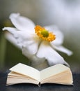 Digital composite image of Stunning close up image of white anemone flower in Summer coming out of pages in book