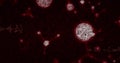 Digital composition of macro coronavirus covid19 cells with mathematic formulae on chalkboard Royalty Free Stock Photo