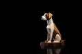 Digital Dogs, landscape - Parson Jack Russell Terrier