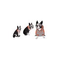 Digital drawing of a dog of the Boston Terrier breed.