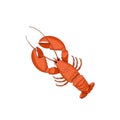 digital drawing of a sea animal - lobster, sketch