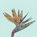 Digital flower bird of paradise background sketch effect Royalty Free Stock Photo