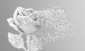 Digital flower white rose disintegrates to 3d pixels