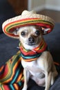 A bright and colorful Cincy de Mayo Illustration. Chihuahua in Sombrero. Royalty Free Stock Photo