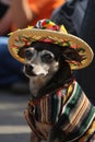 A bright and colorful Cincy de Mayo Illustration. Chihuahua in Sombrero Royalty Free Stock Photo
