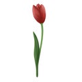 Red tulip isolated on a white background.