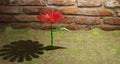 Red flower in the corner of the garden lawn fence in the backyard of a house Royalty Free Stock Photo