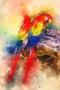 Macaw Parrot. digital illustration based on original photo. Royalty Free Stock Photo