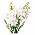 digital illustration of blooming white tuberose flowers with buds isolated on white background