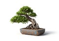 A digital illustration of a bonsai tree in a rectangular, decorative Royalty Free Stock Photo