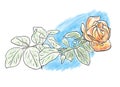 Color sketch of orange rose flower on blue background, outline hand painted drawing Royalty Free Stock Photo