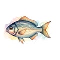The fish has a blue and gray scaled body with a hint of iridescenc Royalty Free Stock Photo