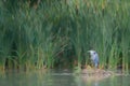 A digital illustration of a Grey Heron, Ardea cinerea perched on a bank of reeds