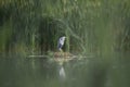 A digital illustration of a Grey Heron, Ardea cinerea perched on a bank of reeds