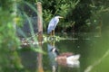 A digital illustration of a Grey Heron, Ardea cinerea perched on a bank of reeds