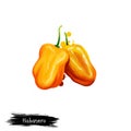 Digital illustration of Habanero, Capsicum chinense pepper isolated on white background. Organic healthy food. Yellow vegetable.