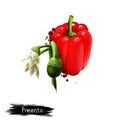 Digital illustration of hand drawn Pimento or Cherry pepper isolated on white background. Organic healthy food. Red vegetable.