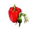 Digital illustration of hand drawn Pimento or Cherry pepper isolated on white background. Organic healthy food. Red vegetable.