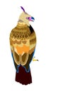 Hawk-eagle, pop art