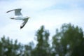 Digital illustration of a Herring Gull in flight