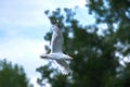 Digital illustration of a Herring Gull in flight