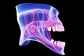 Digital illustration of jaw bone in colour background, 3d render of jaw x-ray with aching tooth, AI Generated Royalty Free Stock Photo