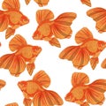 Digital illustration of orange detailed aquarium goldfish seamless pattern on white isolated background Royalty Free Stock Photo