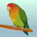 A digital illustration of a peach faced lovebird Royalty Free Stock Photo