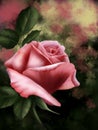 Digital illustration - pink rose on a colourful background. Royalty Free Stock Photo