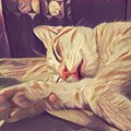 Digital illustration - The red cat sleeping. Warm color palette sketch of kitten sleep.