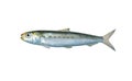 Sardine