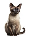 Digital Illustration of Siamese Cat Isolated on white background Royalty Free Stock Photo