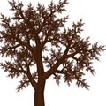 A digital illustration of a tree with a dark brown trunk and intricate network of leafless Royalty Free Stock Photo