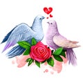 Digital illustration of two doves kissing. Peace dove couple. Beautiful design with red rose and paint splashes. Happy Valentines