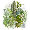 Digital illustration of various green herbs composition, watercolor set on a white background