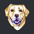 Watercolor illustration of yellow dog breed Labrador Retriever. Royalty Free Stock Photo