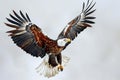 Digital image of  anamorph bald eagle flying with a spatulate, high quality, high resolution Royalty Free Stock Photo