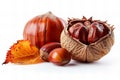 Digital image of ch? description a chestnut fruit with shell and leaf isolated on white background, detailed photo Royalty Free Stock Photo