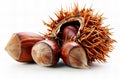 Digital image of chestnut with its shell open and three chestnuts next to it isolated on a white background