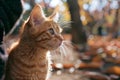 Digital image of cute little kitten looking at its owner, high quality, high resolution Royalty Free Stock Photo