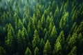 Digital image of  dense forest of pine trees, seen from above, is bathed in the soft light that filters through its canopy. t Royalty Free Stock Photo