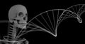 Digital image of dna structure spinning against human skeleton model on black background Royalty Free Stock Photo