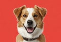 A digital image of a dog with a happy expression against a solid Royalty Free Stock Photo