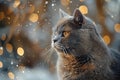 Digital image of  gray cat is seen looking to the side, high quality, high resolution Royalty Free Stock Photo