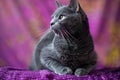 Digital image of  gray cat sitting on a purple background, high quality, high resolution Royalty Free Stock Photo
